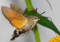 бабочка бражник