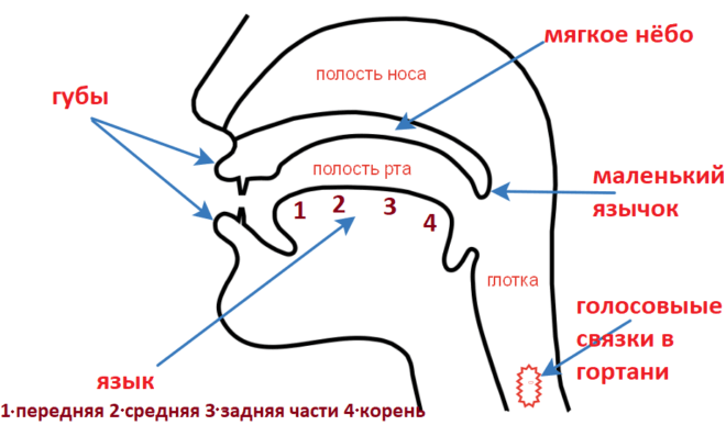 Патологии органов речи схема